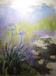 Agapanthes
